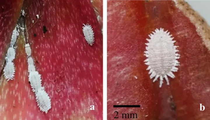 Pacific mealybug
