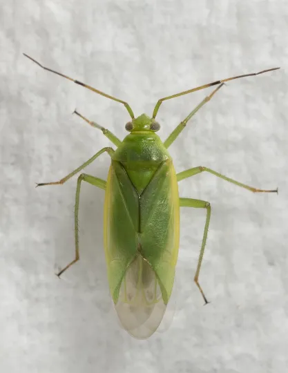 Apple capsid bug