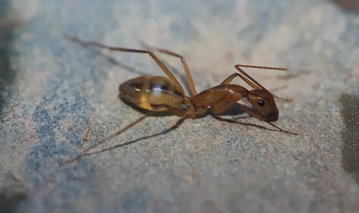 Shepherd ant