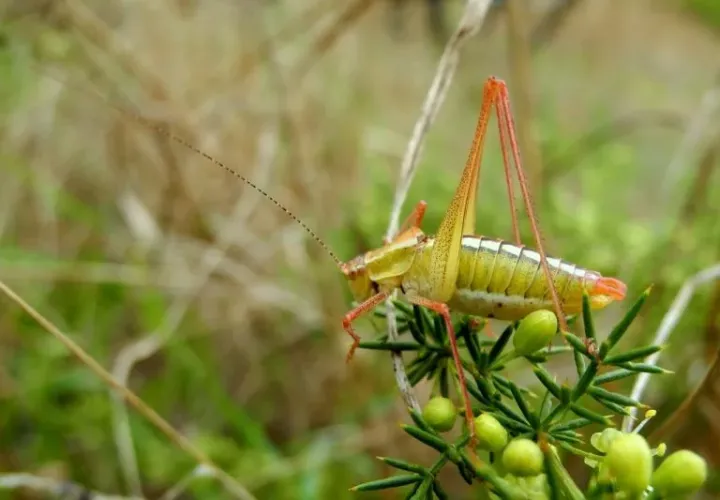 Brunner's bush-cricket