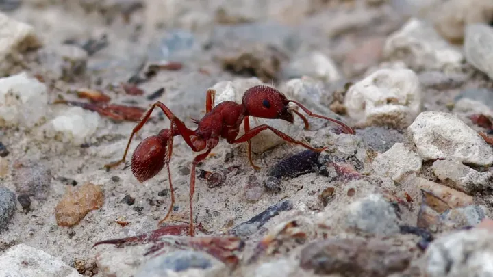 Western harvester ant