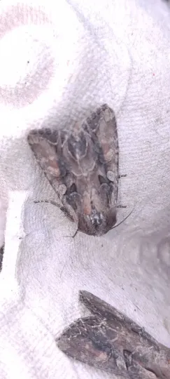 Dot moth