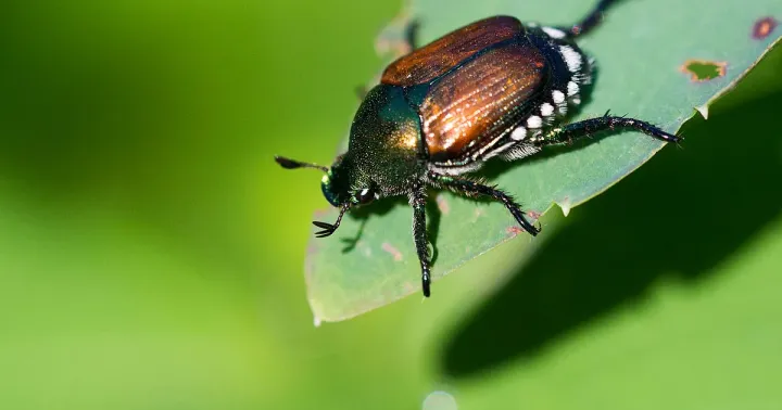 Japanese beetle
