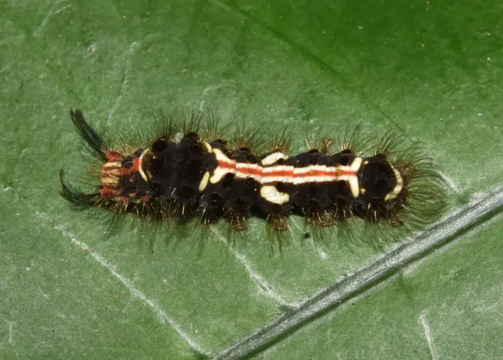 Ethiopian tussock moth
