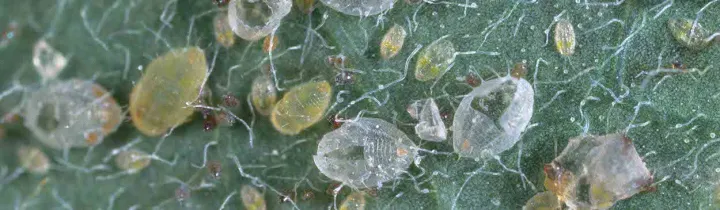 Japanese citrus whitefly
