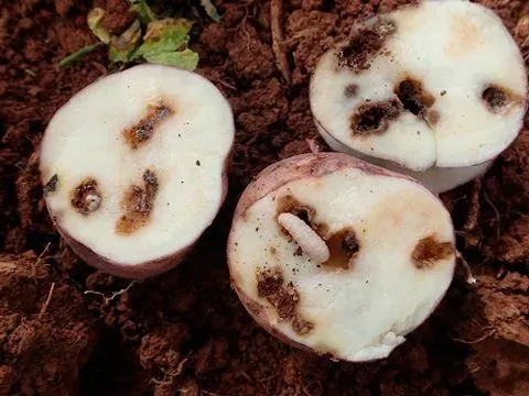 Андский картофельный долгоносик