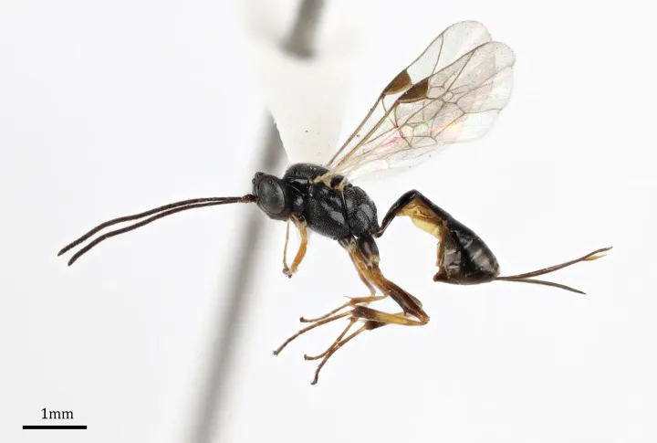 Hawaiian pristomerus