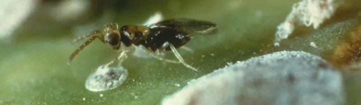 Prospaltella