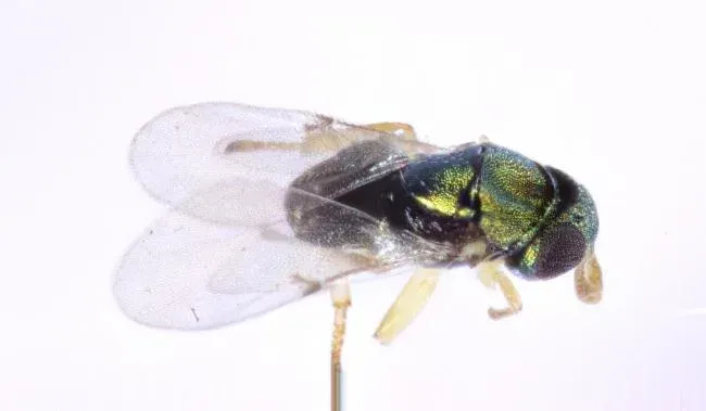 Psyllaephagus