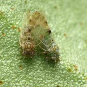 Лохова листоблошка