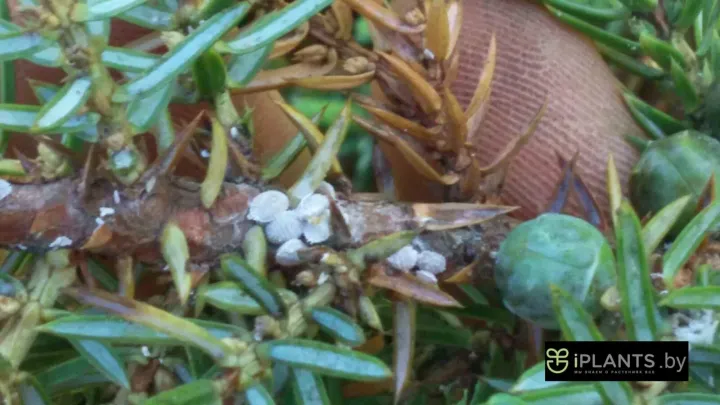 Cypress mealybug