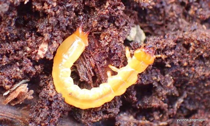 Pyrochroa coccinea
