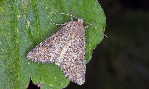 Cabbage moth