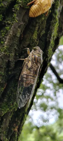 Giant cicada