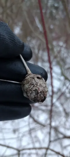 Willow gall midge
