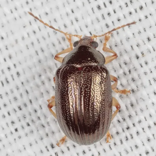 Листоед Rhabdopterus picipes