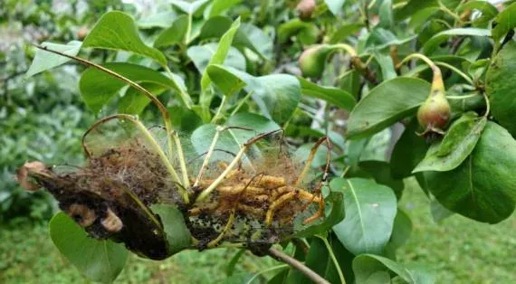Pear fruit moth