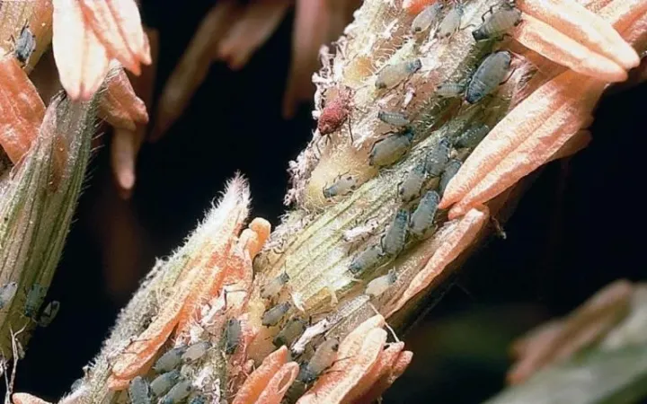 Corn aphid