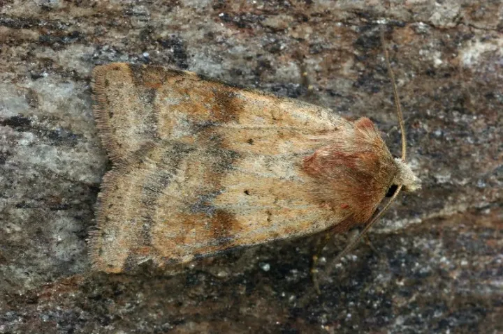 Bright-line Brown-eye