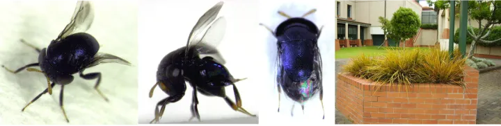 Blue scutellista