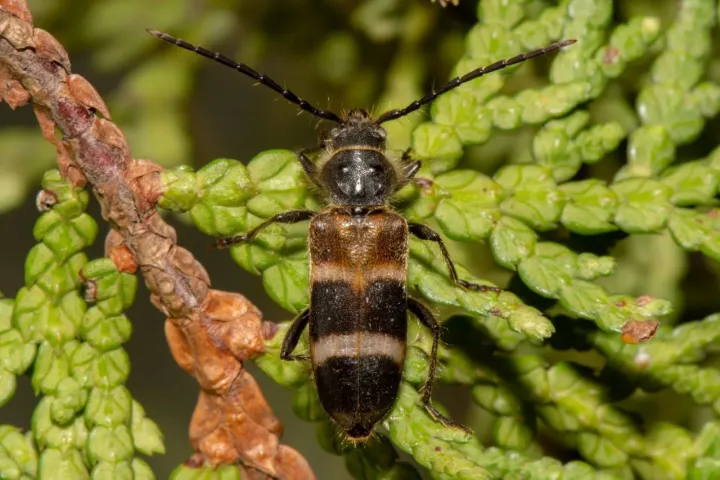 Double-banded longhorn beetle