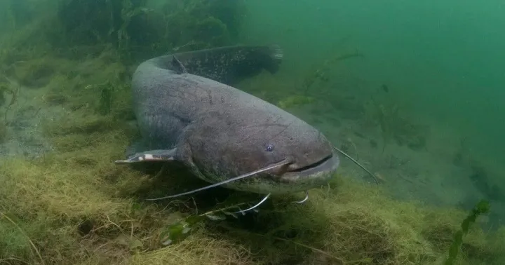 Wels catfish