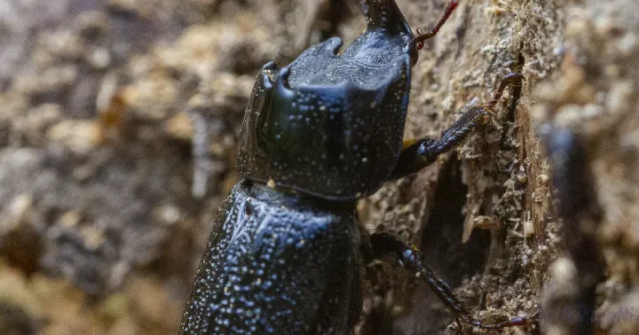 Lesser stag beetle