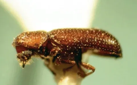 Bamboo borer