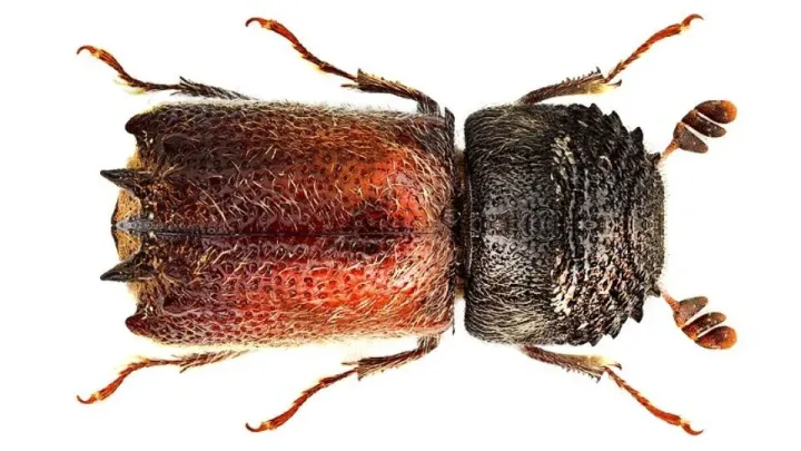 Lesser grain borer (though typically applied to grain, for wood-boring in trees often referred to as Sinoxylon borer)