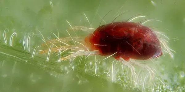 Cereal mite