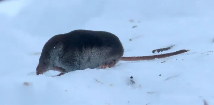Common shrew