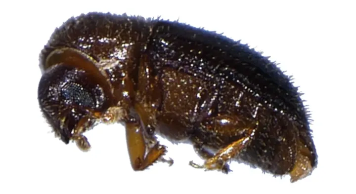 Coffee berry borer