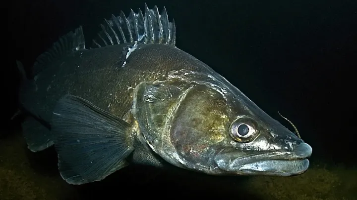 Zander