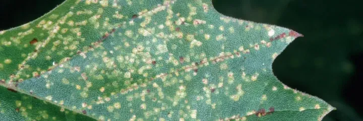 Sycamore scale
