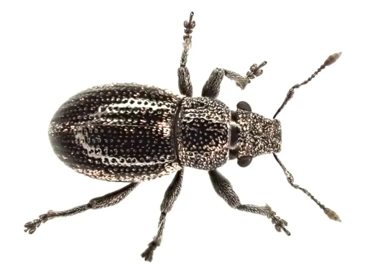 Strophosoma laterale
