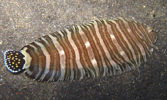 Zebra sole