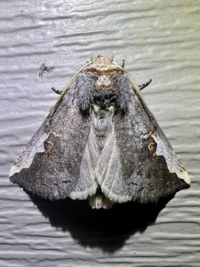 White-ribbed Prominent