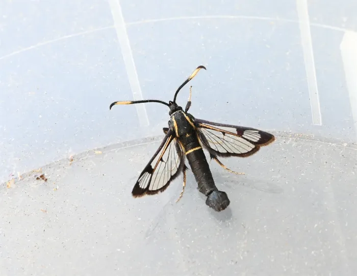 Alder clearwing moth