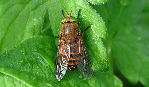 Horse-flies