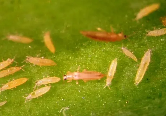 Onion thrips