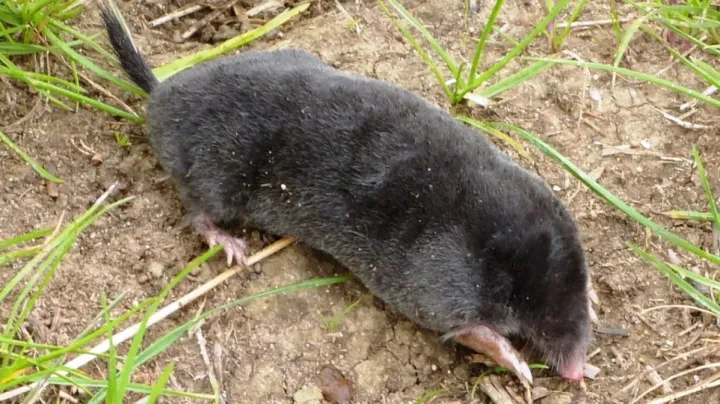Roman mole