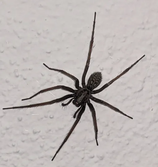 Giant house spider