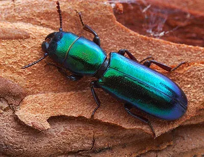 Temnoscheila japonica