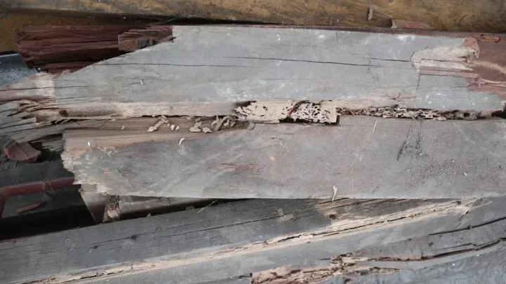 Javanese termite