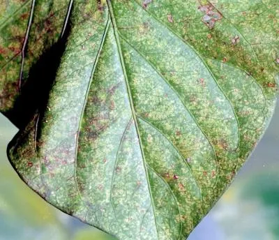 Red coffee mite