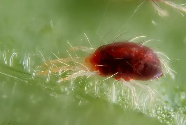 Mites