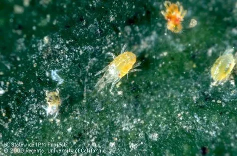Паутинный клещ Tetranychus tumidellus