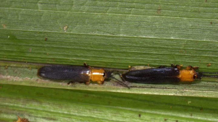 Tetrastichus brontispae