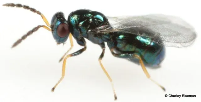 Tetrastichus trisulcatus