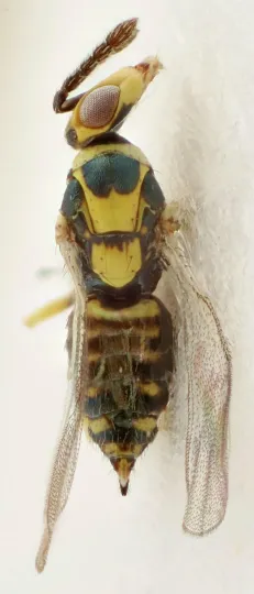 Tetrastichus venustus